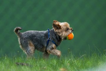 Bild 101 - TC Rot Wei� Wahlstedt II - TSV Havelse : Ergebnis: 7:2